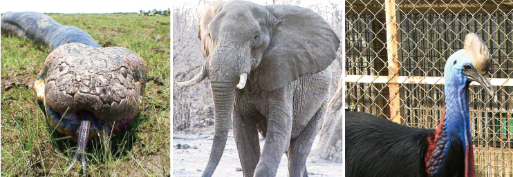 特別展「超危険生物展 科学で挑む生き物の本気」 _国立科学博物館