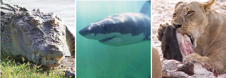 特別展「超危険生物展 科学で挑む生き物の本気」 _国立科学博物館