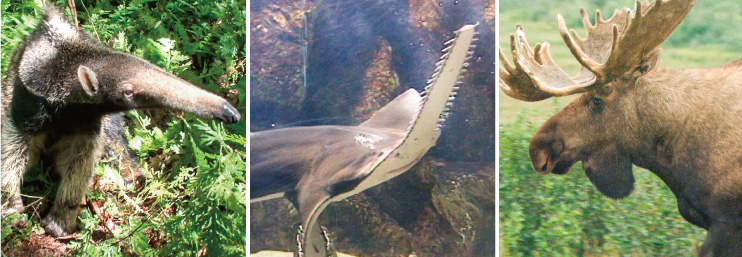 特別展「超危険生物展 科学で挑む生き物の本気」 _国立科学博物館