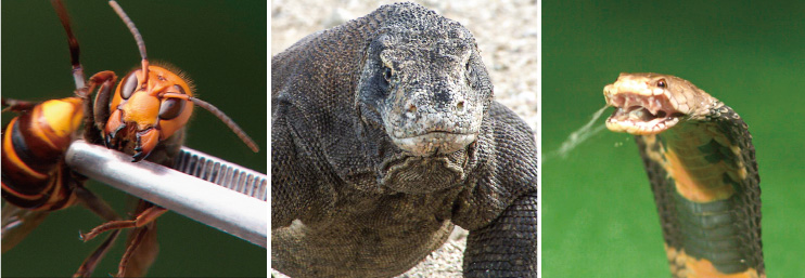 特別展「超危険生物展 科学で挑む生き物の本気」 _国立科学博物館