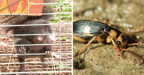 特別展「超危険生物展 科学で挑む生き物の本気」 _国立科学博物館