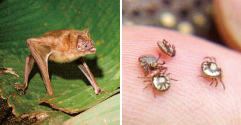特別展「超危険生物展 科学で挑む生き物の本気」 _国立科学博物館